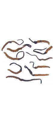 중국기생동충하초(중국동충하초) (Ophiocordyceps sinensis (Berk.) G. Sung, J. Sung, H-Jones &amp; Spat. > Cordyceps sinensis (Berk.) Sacc.)