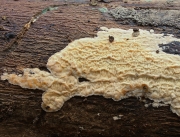 참밀고약버섯 (Ceraceomyces sublaevis (Bres.) Jul.)