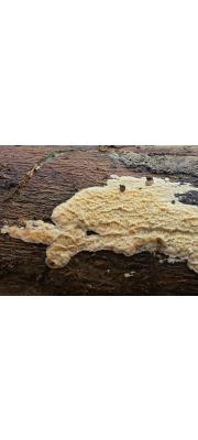 참밀고약버섯 (Ceraceomyces sublaevis (Bres.) Jul.)