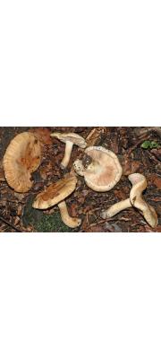 가시송이 (Tricholoma acerbum (Bull.) Vent.)