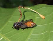 벌기생동충하초(벌포식동충하초, 벌동충하초,  벌실동충하초) (Ophiocordyceps sphecocephala (Klotz.) G. Sung, J. Sung, H-Jones & Spat. > Cordyceps sphecocephala (Klotz.) Berk. & Curt.)