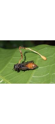 벌기생동충하초(벌포식동충하초, 벌동충하초,  벌실동충하초) (Ophiocordyceps sphecocephala (Klotz.) G. Sung, J. Sung, H-Jones &amp; Spat. > Cordyceps sphecocephala (Klotz.) Berk. &amp; Curt.)