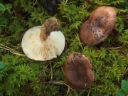 흰갈색송이 (Tricholoma albobrunneum (Pers.) P. Kumm.)