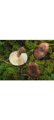 흰갈색송이 (Tricholoma albobrunneum (Pers.) P. Kumm.)