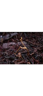 거품벌레기생동충하초(깡총이동충하초, 거품벌레동충하초) (Ophiocordyceps tricentri (Yasuda) G.H. Sung, J.M. Sung, H-Jones &amp; Spatafora > Cordyceps tricentri Yasuda)