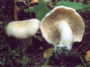 흰송이 (Tricholoma album (Schaeff.) P. Kumm.)