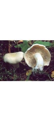 흰송이 (Tricholoma album (Schaeff.) P. Kumm.)
