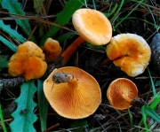 꾀꼬리큰버섯 (Hygrophoropsis aurantiaca (Wulf.) Maire)