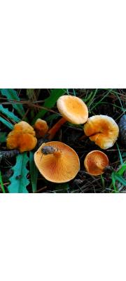 꾀꼬리큰버섯 (Hygrophoropsis aurantiaca (Wulf.) Maire)
