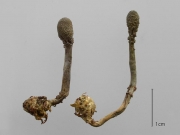 긴목균핵동충하초균(긴목균핵동충하초, 균핵동충하초) (Tolypocladium intermedium (S. Imai) Quandt, Kepler & Spatafora  > Elaphocordyceps intermedia (Imai) G. Sung, J. Sung & Spat. > Cordyceps intermedia Imai)