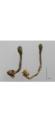 긴목균핵동충하초균(긴목균핵동충하초, 균핵동충하초) (Tolypocladium intermedium (S. Imai) Quandt, Kepler &amp; Spatafora  > Elaphocordyceps intermedia (Imai) G. Sung, J. Sung &amp; Spat. > Cordyceps intermedia Imai)
