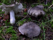 검은비늘송이(잿빛송이) (Tricholoma atrosquamosum (Chev.) Sacc.  > Tricholoma atrosquamosum (Chev.) Sacc. var. atrosquamosum > Tricholoma atrosquamosum var. squarrulosum (Bres.) Mont. Chr. & Noordel > Tricholoma squarrulosum Bres.)