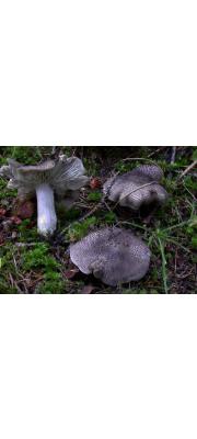 검은비늘송이(잿빛송이) (Tricholoma atrosquamosum (Chev.) Sacc.  > Tricholoma atrosquamosum (Chev.) Sacc. var. atrosquamosum > Tricholoma atrosquamosum var. squarrulosum (Bres.) Mont. Chr. &amp; Noordel > Tricholoma squarrulosum Bres.)