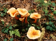 재목꾀꼬리큰버섯 (Hygrophoropsis bicolor Hongo)