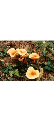 재목꾀꼬리큰버섯 (Hygrophoropsis bicolor Hongo)
