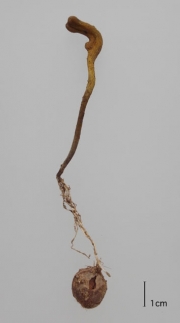 균생균핵동충하초균(균생동충하초) (Tolypocladium jezoense (S. Imai) Quandt, Kepler & Spatafora > Elaphocordyceps jezoensis (Imai) G. Sung, J. Sung & Spat. > Cordyceps jezoensis jezoensis Imai)