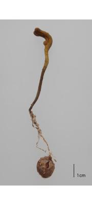 균생균핵동충하초균(균생동충하초) (Tolypocladium jezoense (S. Imai) Quandt, Kepler &amp; Spatafora > Elaphocordyceps jezoensis (Imai) G. Sung, J. Sung &amp; Spat. > Cordyceps jezoensis jezoensis Imai)