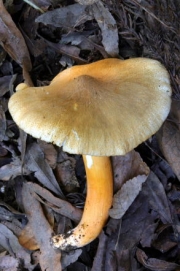 노란가루송이(노랑가루송이) (Tricholoma aurantiipes Hongo)