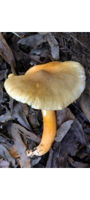 노란가루송이(노랑가루송이) (Tricholoma aurantiipes Hongo)