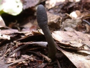 균핵동충하초균(균핵동충하초) (Tolypocladium ophioglossoides (J.F. Gmel.) Quandt, Kepler & Spatafora  > Elaphocordyceps ophioglossoides ophioglossoides (Ehrh.) G. Sung, J. Sung & Spat. > Cordyceps ophioglossoides (Ehrh.) Link)