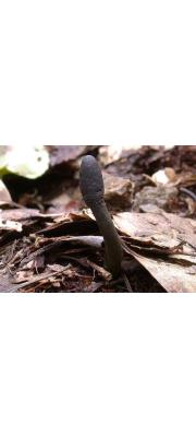 균핵동충하초균(균핵동충하초) (Tolypocladium ophioglossoides (J.F. Gmel.) Quandt, Kepler &amp; Spatafora  > Elaphocordyceps ophioglossoides ophioglossoides (Ehrh.) G. Sung, J. Sung &amp; Spat. > Cordyceps ophioglossoides (Ehrh.) Link)