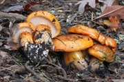 해송송이 (Tricholoma aurantium (Schaeff.) Rick.)