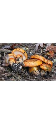 해송송이 (Tricholoma aurantium (Schaeff.) Rick.)
