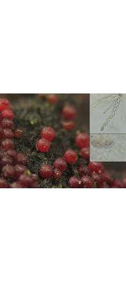 녹색알보리수버섯 (Cosmospora viridescens (Booth) Graf. &amp; Seif. > Nectria viridescens Booth)