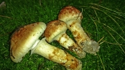 가송이 (Tricholoma bakamatsutake Hongo)
