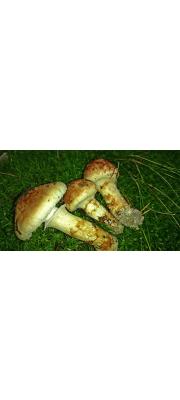 가송이 (Tricholoma bakamatsutake Hongo)
