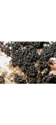 무덤좁쌀버섯(무덤지벨라버섯) (Gibberella baccata (Wallr.) Sacc. > Gibberella moricola (Ces. &amp; de Not.) Sacc.)