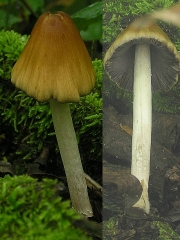 볏짚소똥버섯 (Bolbitius demangei (Quél.) Sacc. & D. Sacc.)
