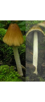 볏짚소똥버섯 (Bolbitius demangei (Quél.) Sacc. &amp; D. Sacc.)