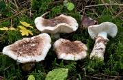 미국송이(송이아재비버섯) (Tricholoma caligatum (Viv.) Ricken)