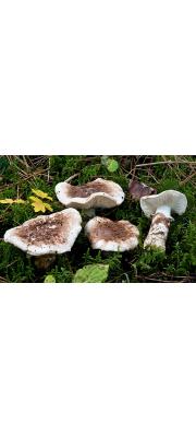 미국송이(송이아재비버섯) (Tricholoma caligatum (Viv.) Ricken)