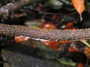 알보리수버섯 (Nectria cinnabarina (Tode.) Fr.)