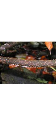 알보리수버섯 (Nectria cinnabarina (Tode.) Fr.)