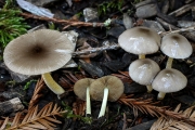 그물소똥버섯 (Bolbitius reticulatus (Pers.) Richken)