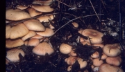 녹색미치광이버섯 (Gymnopilus aeruginosa (Peck) Sing.)