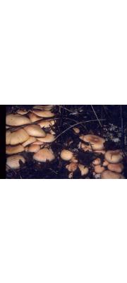 녹색미치광이버섯 (Gymnopilus aeruginosa (Peck) Sing.)