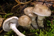 비듬테두리송이 (Tricholoma cingulatum (Almf.) Jaacob.)
