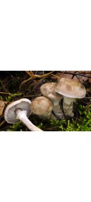 비듬테두리송이 (Tricholoma cingulatum (Almf.) Jaacob.)