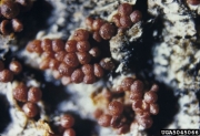 나방알보리수버섯 (Nectria coccinea (Pers.) Fr.)