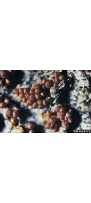 나방알보리수버섯 (Nectria coccinea (Pers.) Fr.)