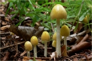 소똥버섯(노란소똥버섯, 그물소똥버섯) (Bolbitius titubans (Bull.) Fr.  > Bolbitius titubans (Bull.) Fr. var. titubans)>Bolbitius titubans var. olivaceus (Gillet) Arnolds )> Bolbitius variicolor Atk. > Bolbitius vitellinus (Pers.) Fr.)