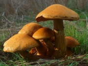 갈황색미치광이버섯 (Gymnopilus junonius (Fr.) P.D. Orton  > Gymnopilus spectabilis var. junoinus (Fr.) Kühn. & Romagn. ≠G. spectabilis (Fr.) Sing. (>Phaeolepiota aurea))