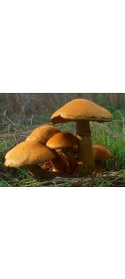 갈황색미치광이버섯 (Gymnopilus junonius (Fr.) P.D. Orton  > Gymnopilus spectabilis var. junoinus (Fr.) Kühn. &amp; Romagn. ≠G. spectabilis (Fr.) Sing. (>Phaeolepiota aurea))