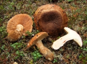 어리송이 (Tricholoma colossus (Fr.) Quél.)