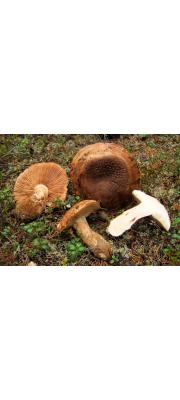 어리송이 (Tricholoma colossus (Fr.) Quél.)
