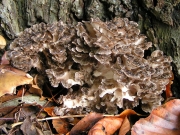 잎새버섯(다박잎새버섯) (Grifola frondosa (Dicks.) Gray  > Grifola albicans Imaz.)
